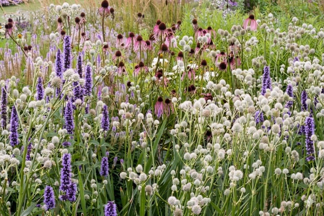 EKİNEZYA PALLİDA / Echinacea pallida