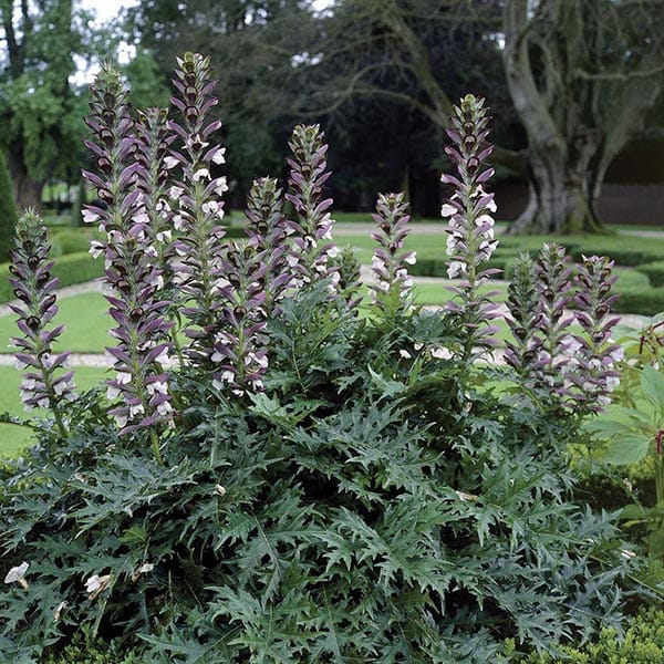 AYI PENÇESİ / Acanthus mollis
