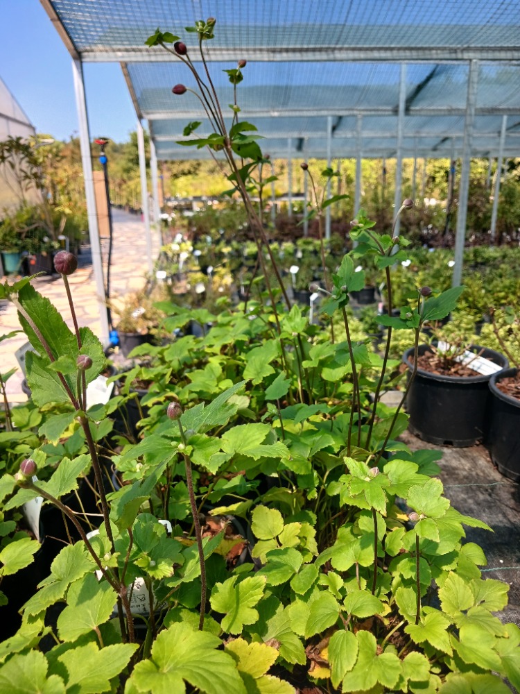 JAPON – ORMAN ANEMONU ‘harikalar’ / Anemone hupehensis ‘Splendens’