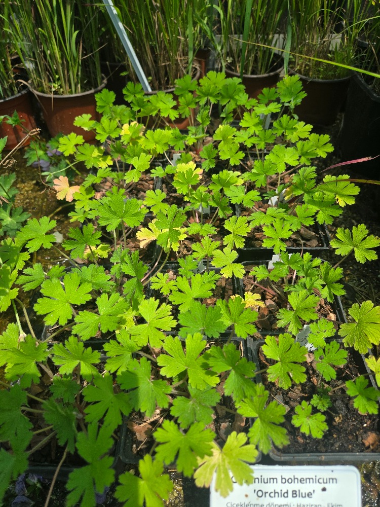 TURNA GAGASI - CERENYUM ‘orkide mavisi’ / Geranium bohemicum ‘Orchid Blue’
