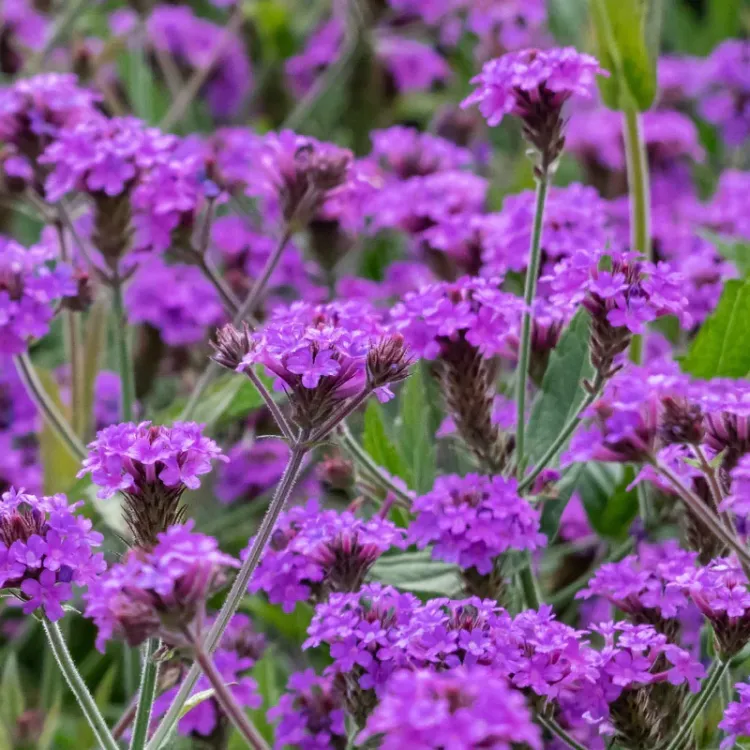 KOMPAKT VERBENA – KOMPAKT MİNE / Verbena rigida