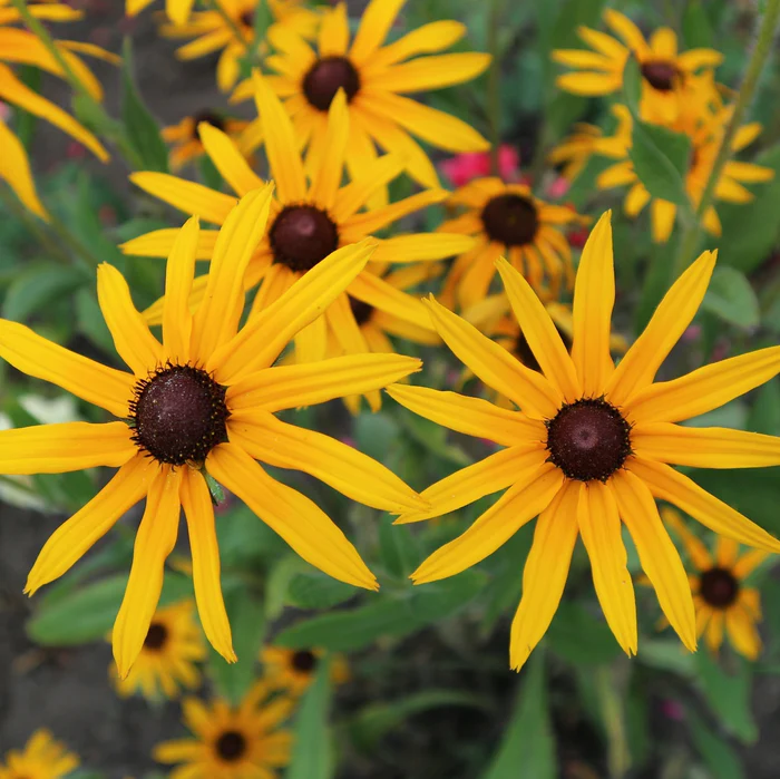 GÜNEŞ ŞAPKASI / RUDBEKYA ‘amsterdam’ - Rudbeckia ‘Amsterdam’