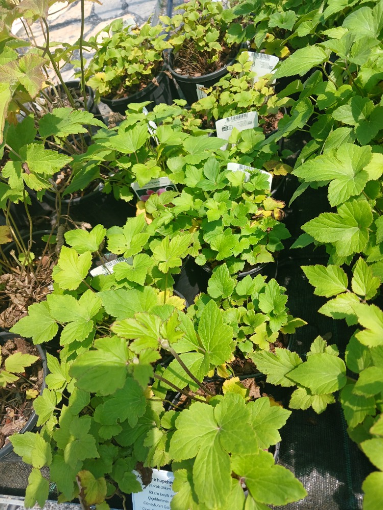 JAPON – ORMAN ANEMONU ‘harikalar’ / Anemone hupehensis ‘Splendens’