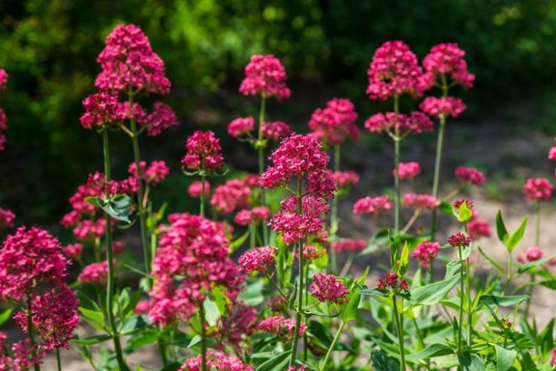 MAHMUZ ÇİÇEĞİ - SENTRANTUS ‘pembe’ / Centranthus ruber