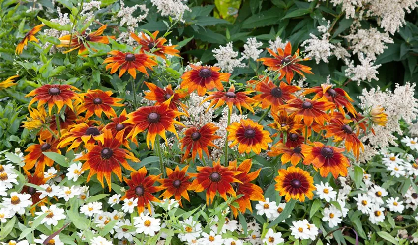 KURAKÇIL RADBEKYA (Güneş Şapkası) ‘sonbahar renkleri’ / Rudbeckia hirta ‘Autumn Colors’