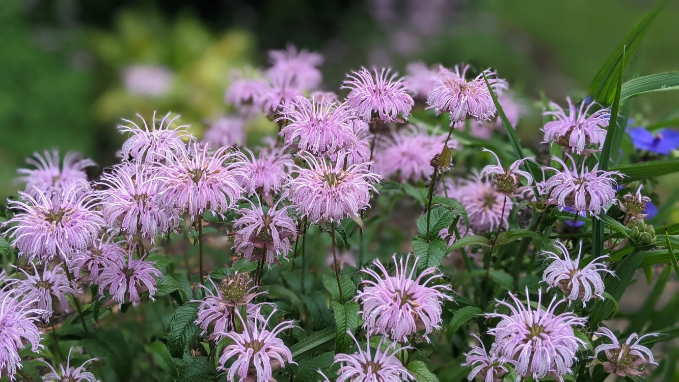KURAKÇIL MONARDA / Monarda fistulosa