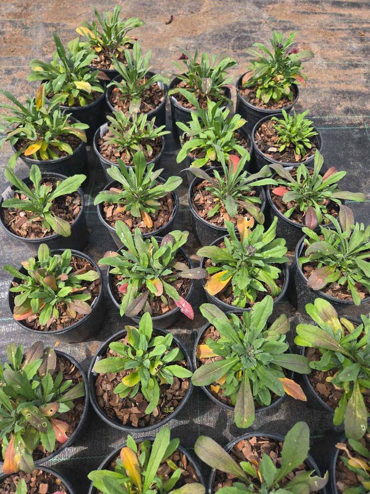 ÇALI ŞEBBOY - ERİSİMUM ‘recep’ /  Erysimum ‘Red Jep’