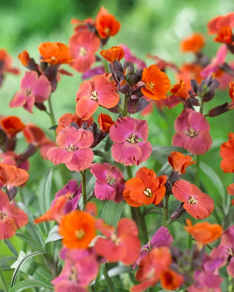 ÇALI ŞEBBOY - ERİSİMUM ‘recep’ /  Erysimum ‘Red Jep’