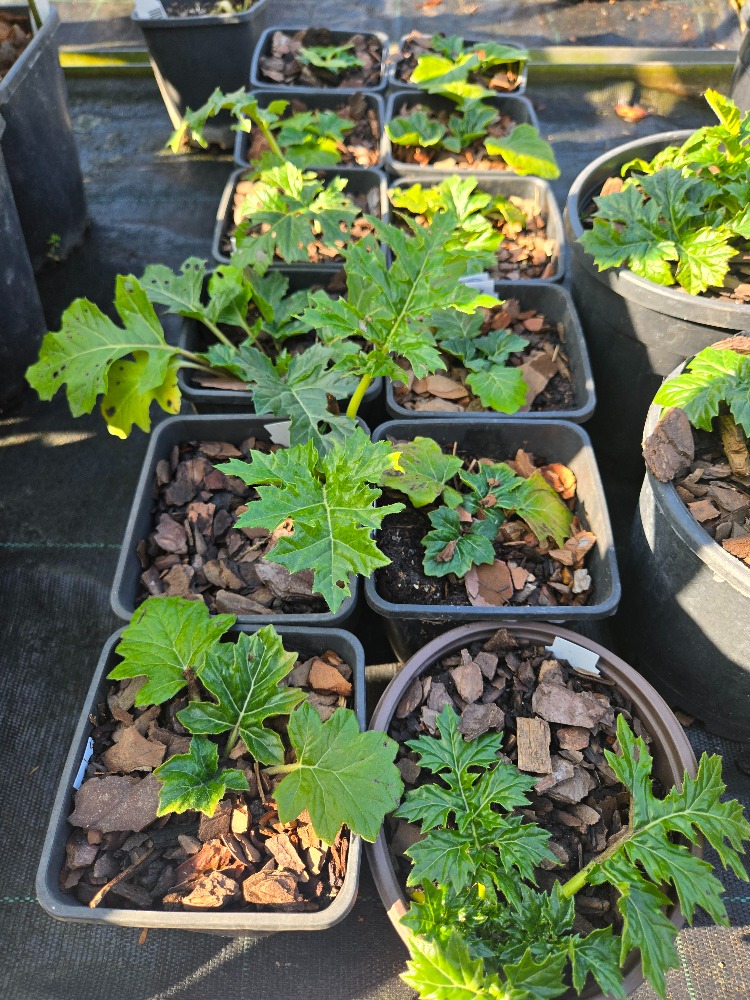 AYI PENÇESİ / Acanthus mollis