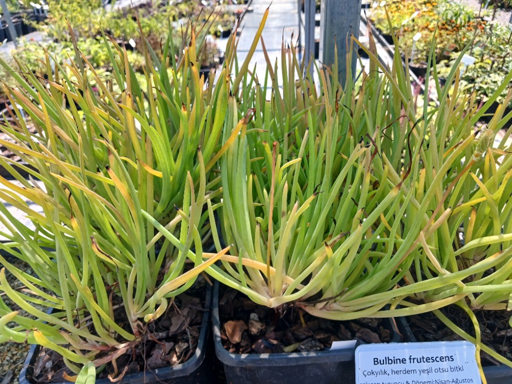 BULBİNE / Bulbine frutescens