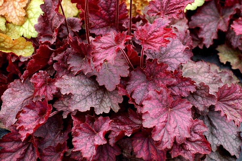 HÖKERA ‘kırmızı alev’ / Heuchera ‘Red Fury’ 