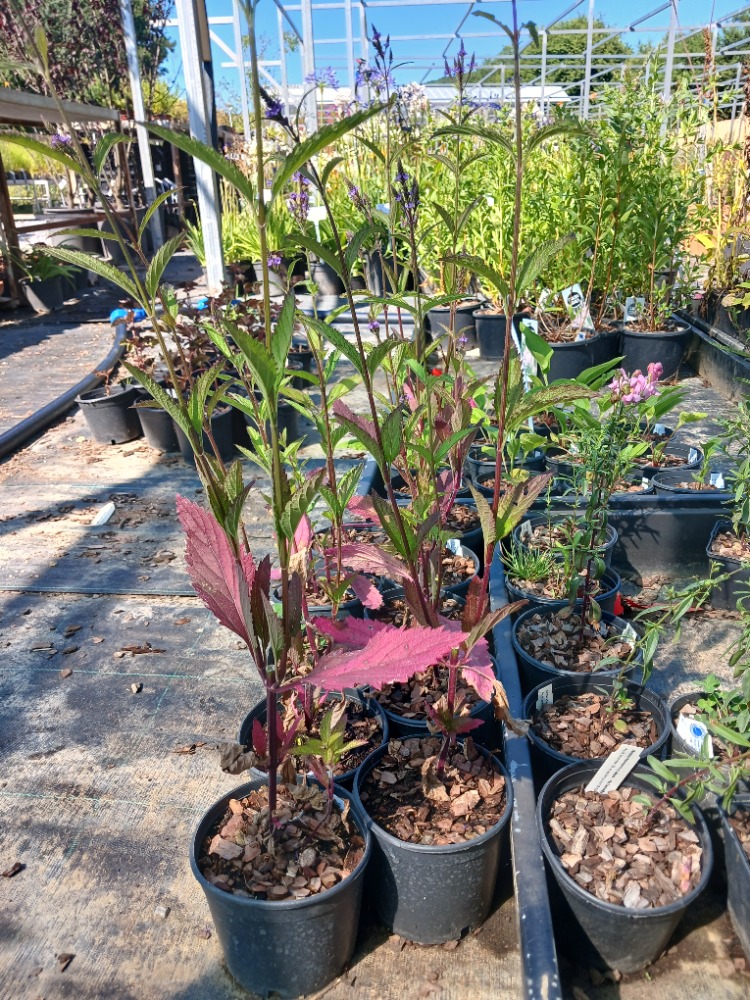 ISLAK VERBENA – ISLAK MİNE / Verbena hastata