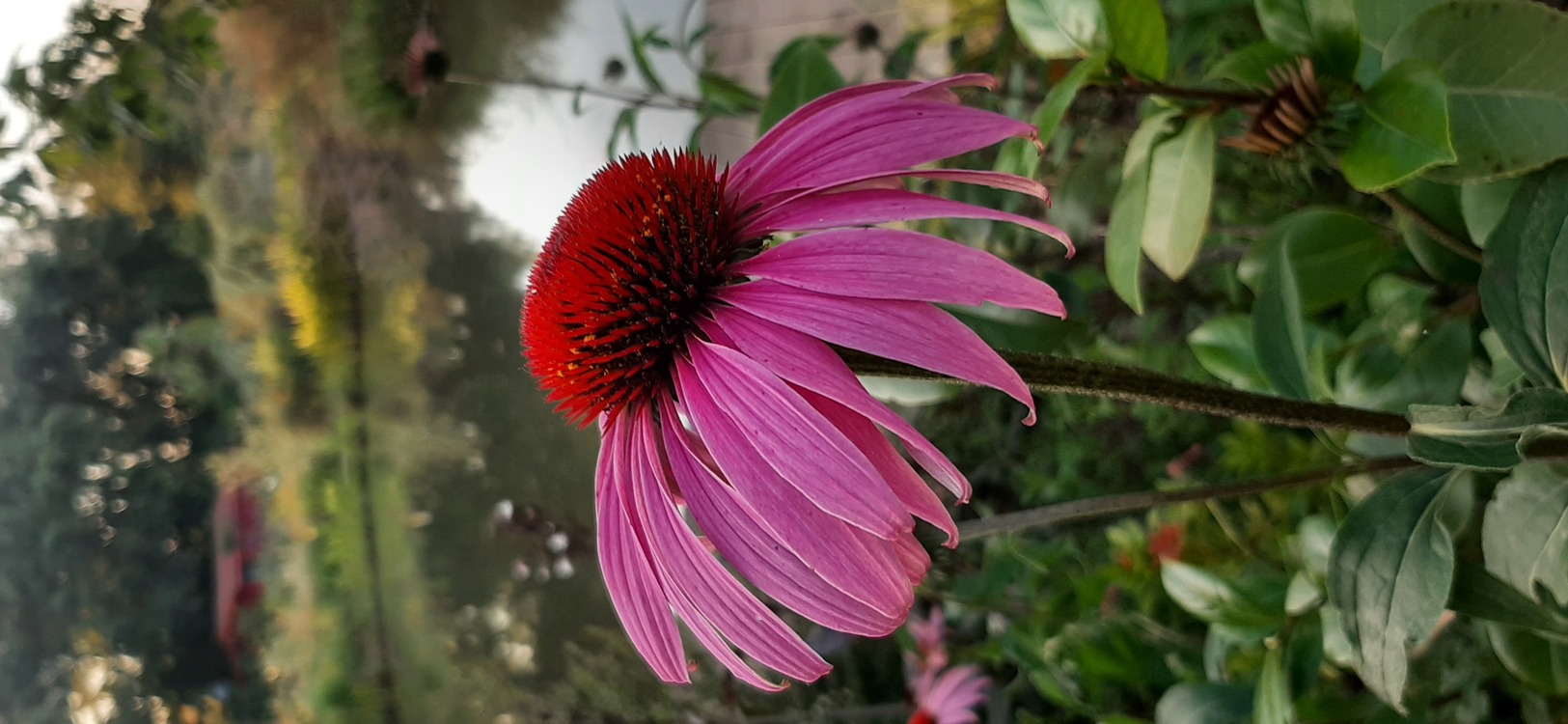 (tohum) EKİNEZYA - Echinacea purpurea