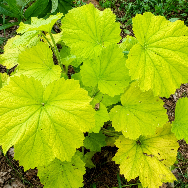HÖKERA ‘limon dinazoru’ / Heuchera ‘Lemon Dianosour’