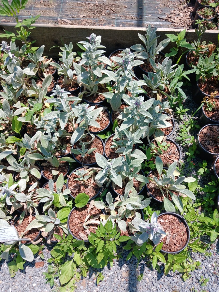 KUZUKULAĞI / STAKİS  Stachys byzantina