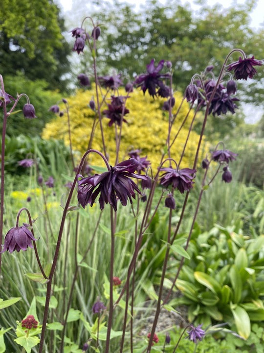 DAĞ HASEKİ KÜPESİ ‘kara mercek’ / Aquilegia vulgaris var. stella ‘Black Barlow’
