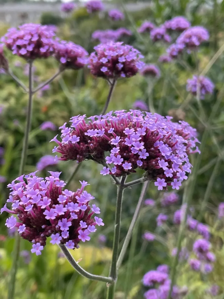 VERBENA - ÇAYIR MİNESİ /  Verbena bonariensis
