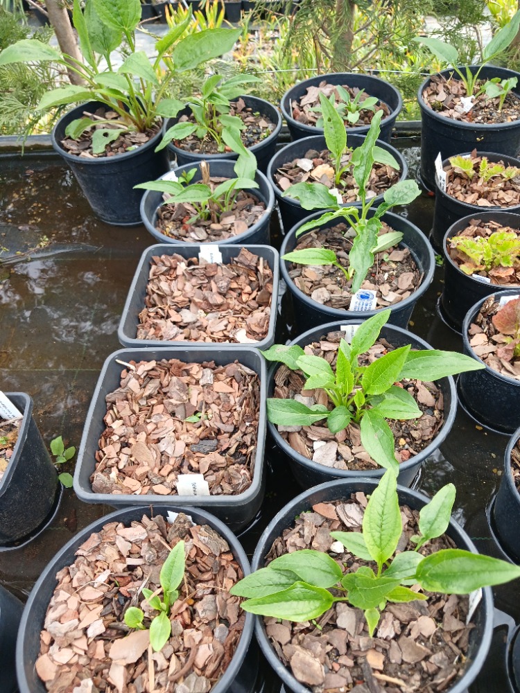 EKİNEZYA ‘beyaz kuğu’ / Echinacea 'White Swan'