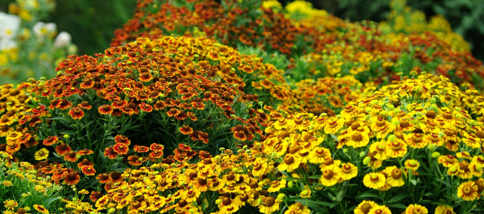 HELENYUM ‘sonbahar’ / HAPŞIRIKOTU ‘sonbahar’ - Helenium autumnale