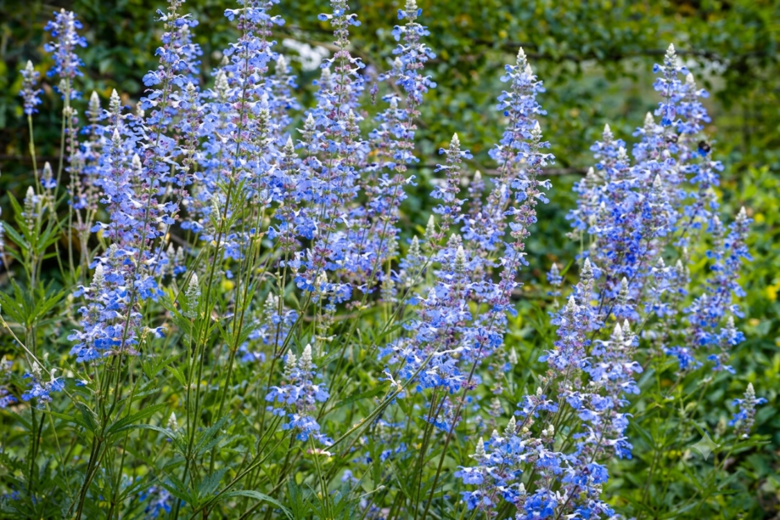 MAVİ BONCUK SALVİYA / Salvia ulginosa