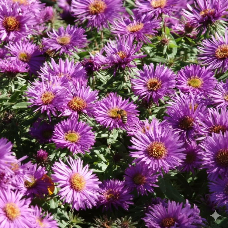 ASTER ‘çiçekli rüya’ / Aster ‘Blooming Dream’