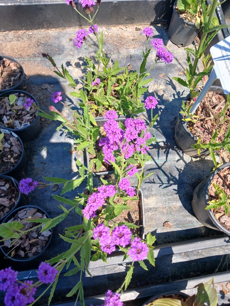 KOMPAKT VERBENA – KOMPAKT MİNE / Verbena rigida
