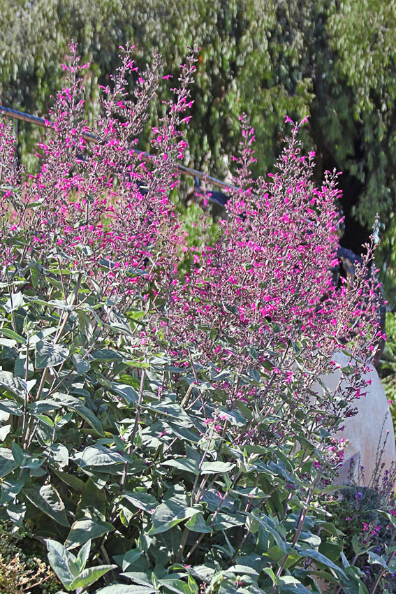 PEMBE LEPEKİNYA / Lepechinia hastata