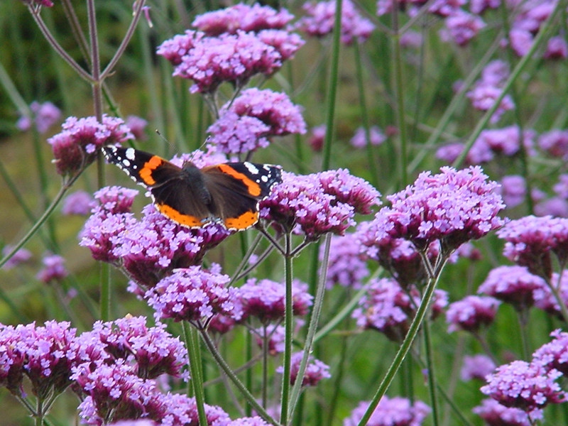 (tohum) KELEBEK MİNESİ - Verbena bonariensis