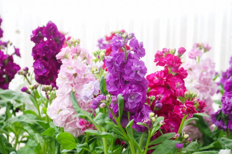 ŞEBBOY - MATİYOLA ‘ton ton stok’ / Matthiola incana ‘Brompton Stock Mixed’