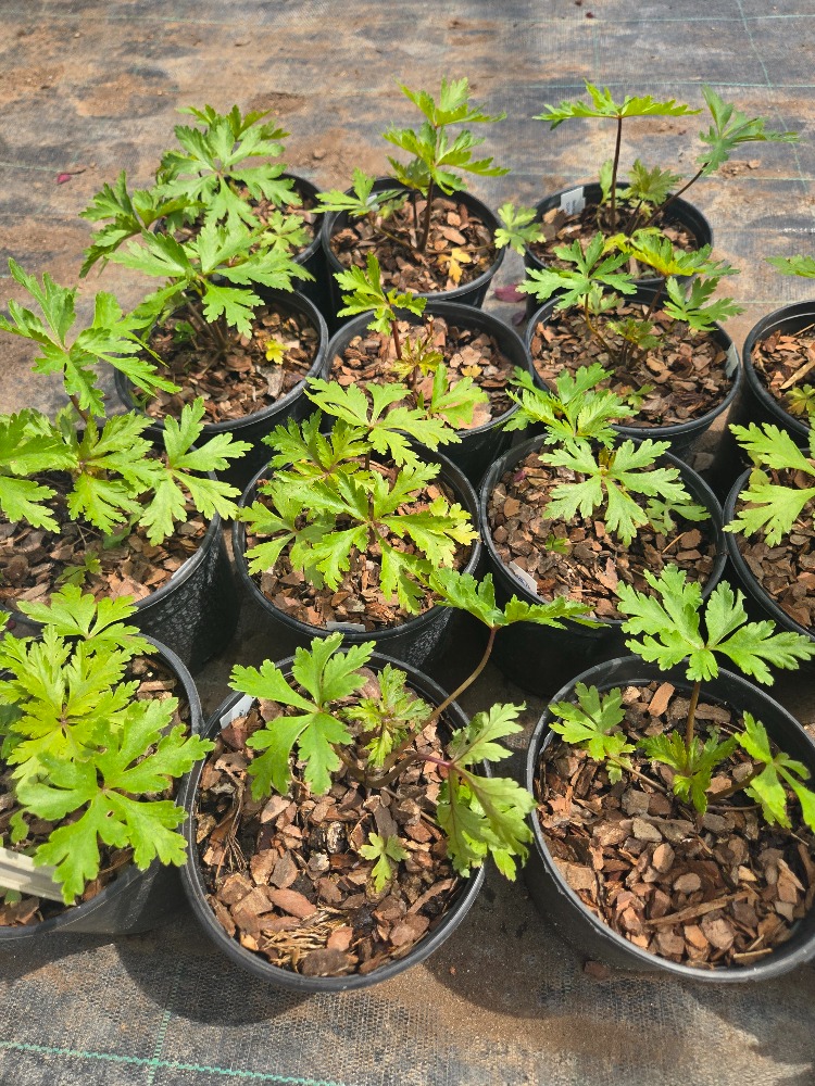 MADERYA CERENYUMU – MADERYA SARDUNYASI / Geranium maderense