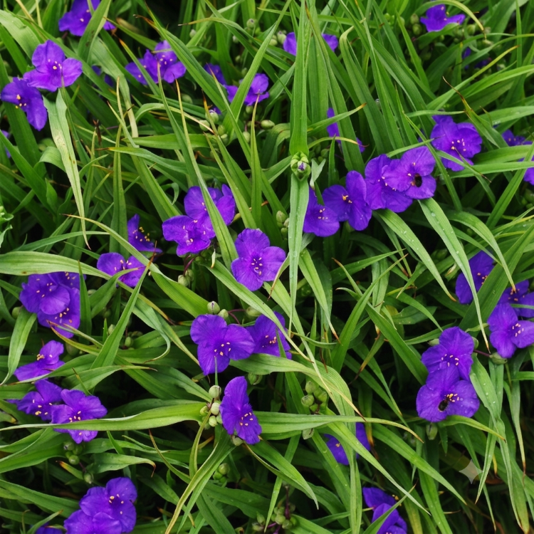 MOR ÇİÇEKLİ TRADESKANTİYA ‘leonora’ / Tradescantia andersoniana ‘Leonora’