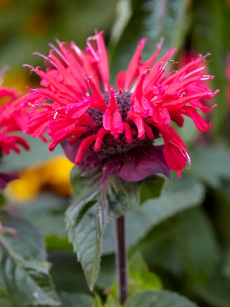 MONARDA ‘mutlu arı’ / Monarda ‘Bee Happy’