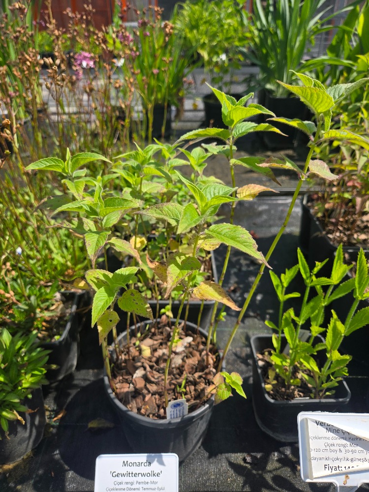 MONARDA ‘bihter gelin’ / Monarda ‘Gewitterwolke’