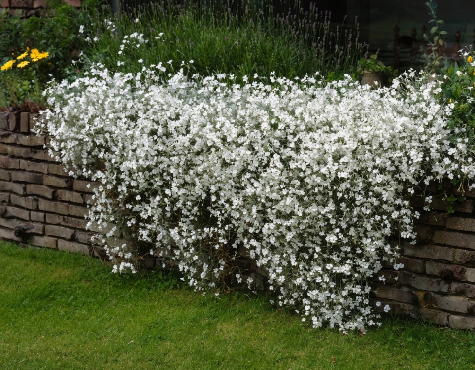 BEYAZ FARE DİŞİ /  Cerastium tomentosum