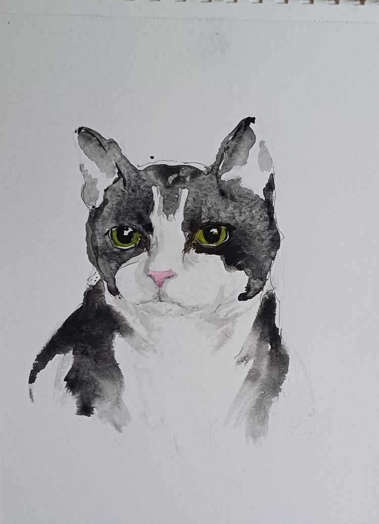 kedi