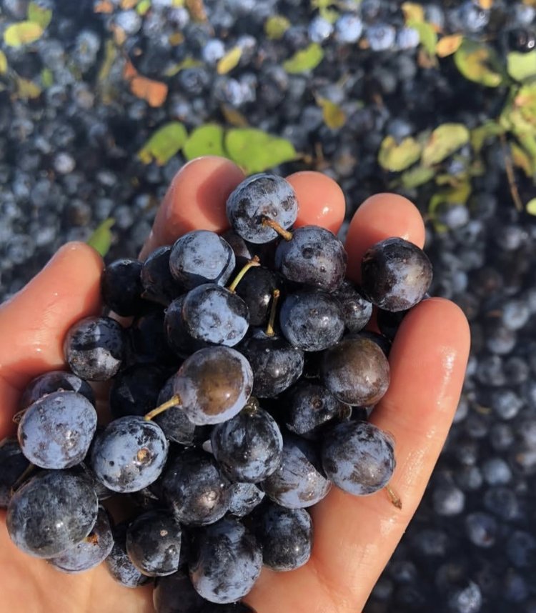 Güvem Eriği Marmelatı - 330cc