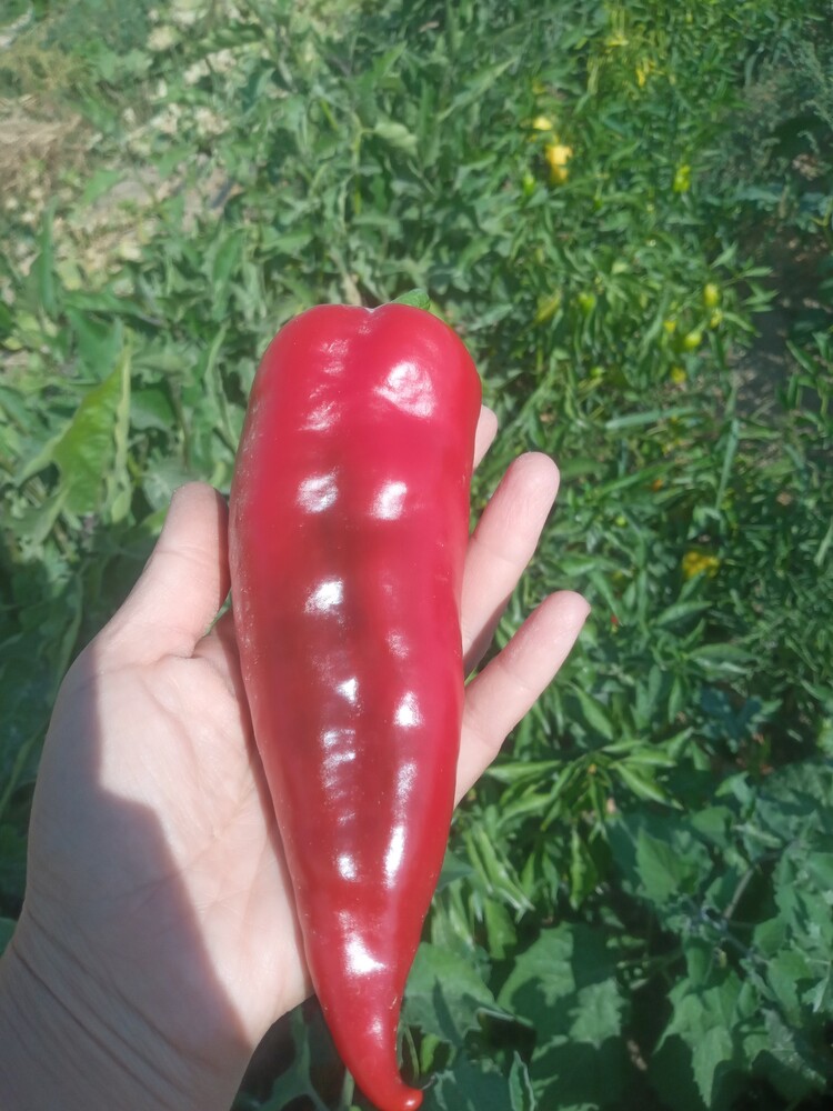 Kapya biber tohumu 