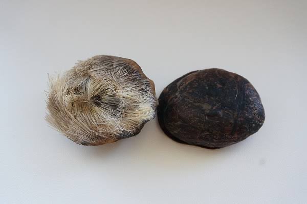 Geyik Miski (Deer Musk) (1 GRAM)