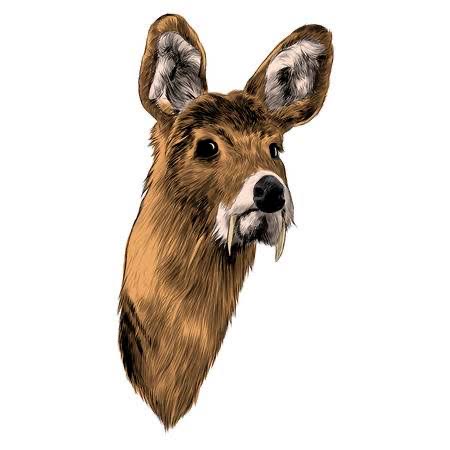 Geyik Miski (Deer Musk) (1 GRAM)