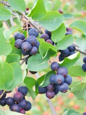 SASKATOON BERRY ( amelanchier spicata ) HAZİRAN YEMİŞİ FİDANI