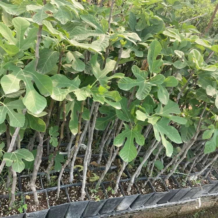 Bursa Karası Siyah İncir 