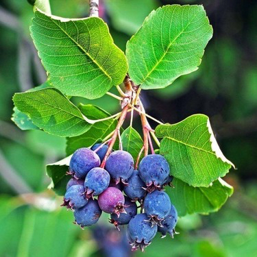 SASKATOON BERRY ( amelanchier spicata ) HAZİRAN YEMİŞİ FİDANI