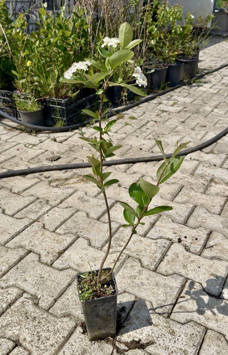 Aronya Fidanı 