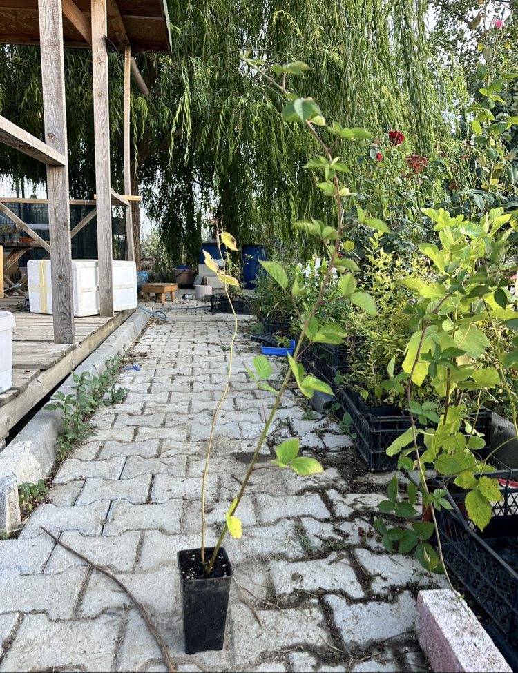 TRİPLE CROWN DİKENSİZ BÖĞÜRTLEN FİDANI