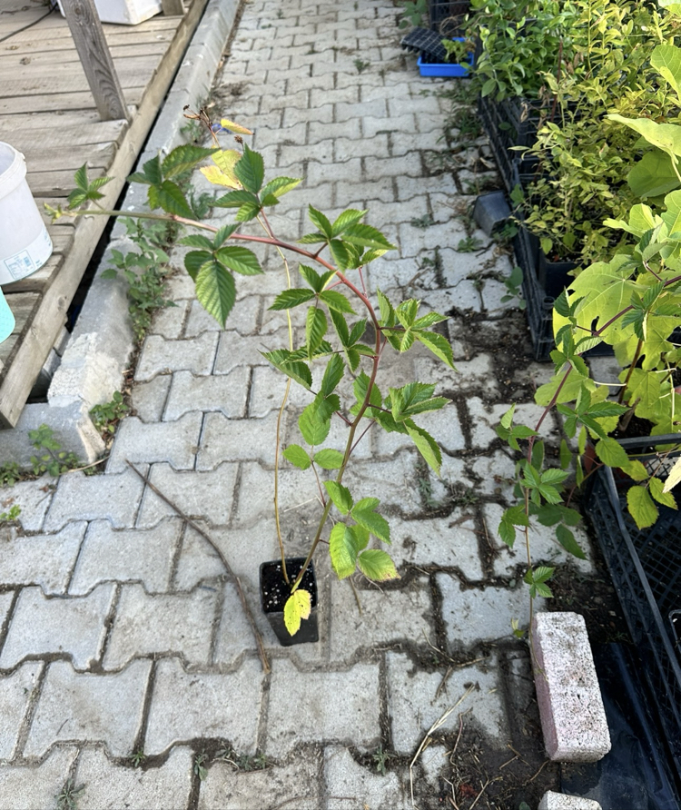 TRİPLE CROWN DİKENSİZ BÖĞÜRTLEN FİDANI