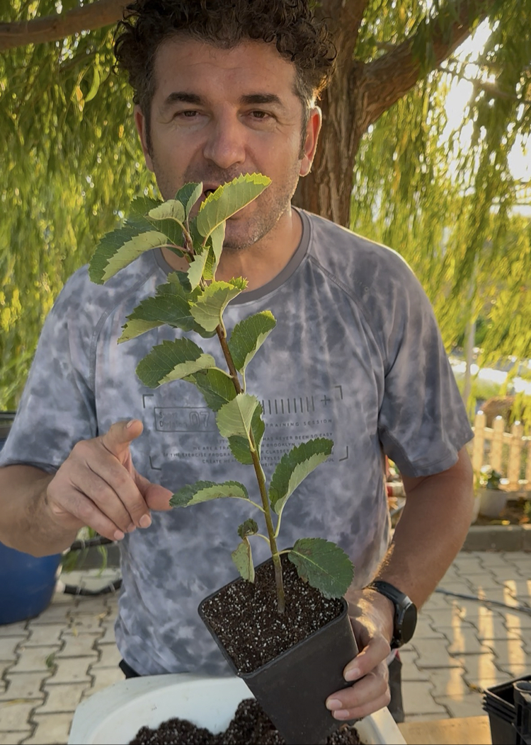 SASKATOON BERRY ( amelanchier spicata ) HAZİRAN YEMİŞİ FİDANI