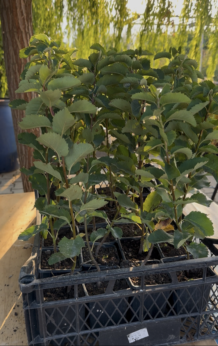 SASKATOON BERRY ( amelanchier spicata ) HAZİRAN YEMİŞİ FİDANI