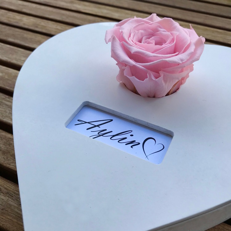 PEMBE SOLMAYAN GÜL – FOREVER KOLEKSİYONU