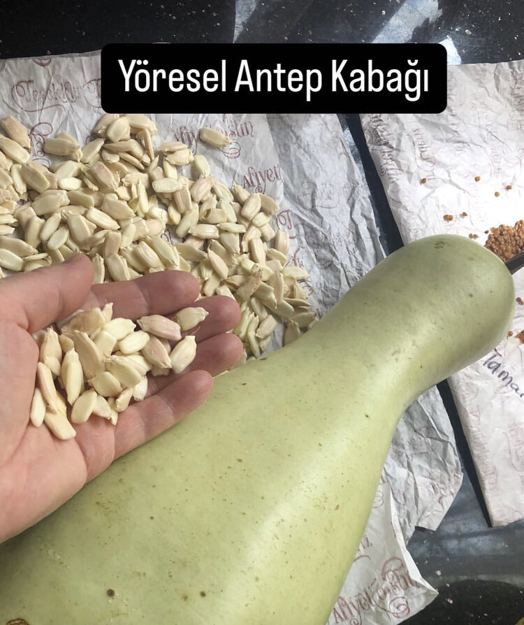 Haylan Kabak Tohumu
