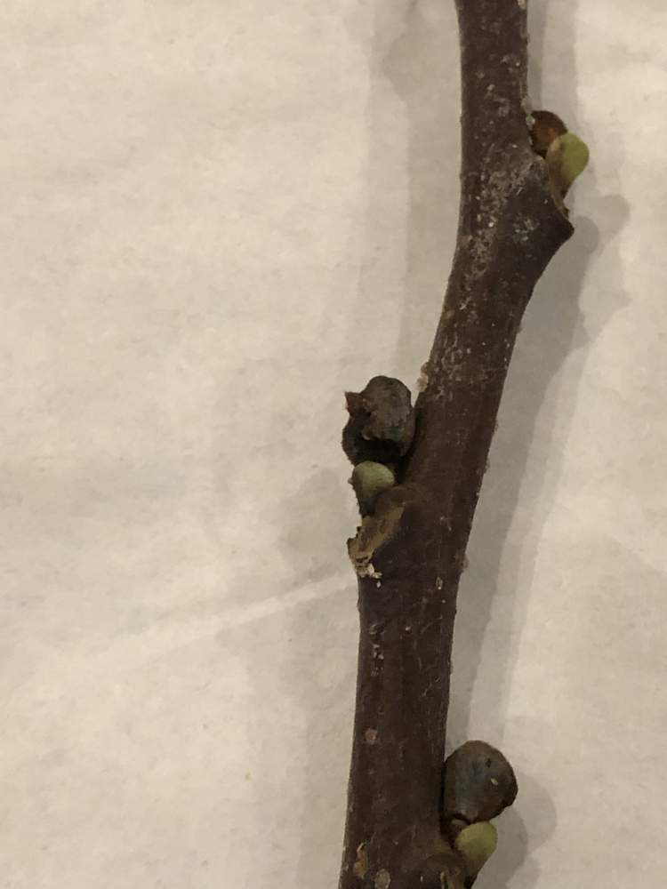 3 adet Pawpaw Aşı Kalemi